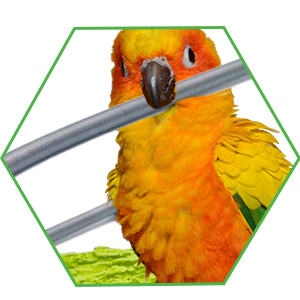 Electric Bird Cage Heater - Cozy Thermo Perch Warmer, Anti-Bite Bird Heating Platformm, Adjustable Bird Cage Heating Pad, Safe Pet Bird Heater, Snuggle Up Warmer For Lovebirds, Cockatiels, And Budgies