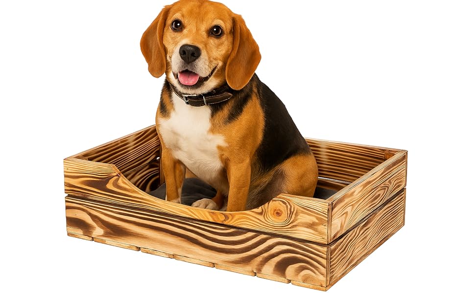 Beagle-Mischhund in mehreren Ansichten, sitzend in einer Holzkiste oder Box mit Lattenrost.
