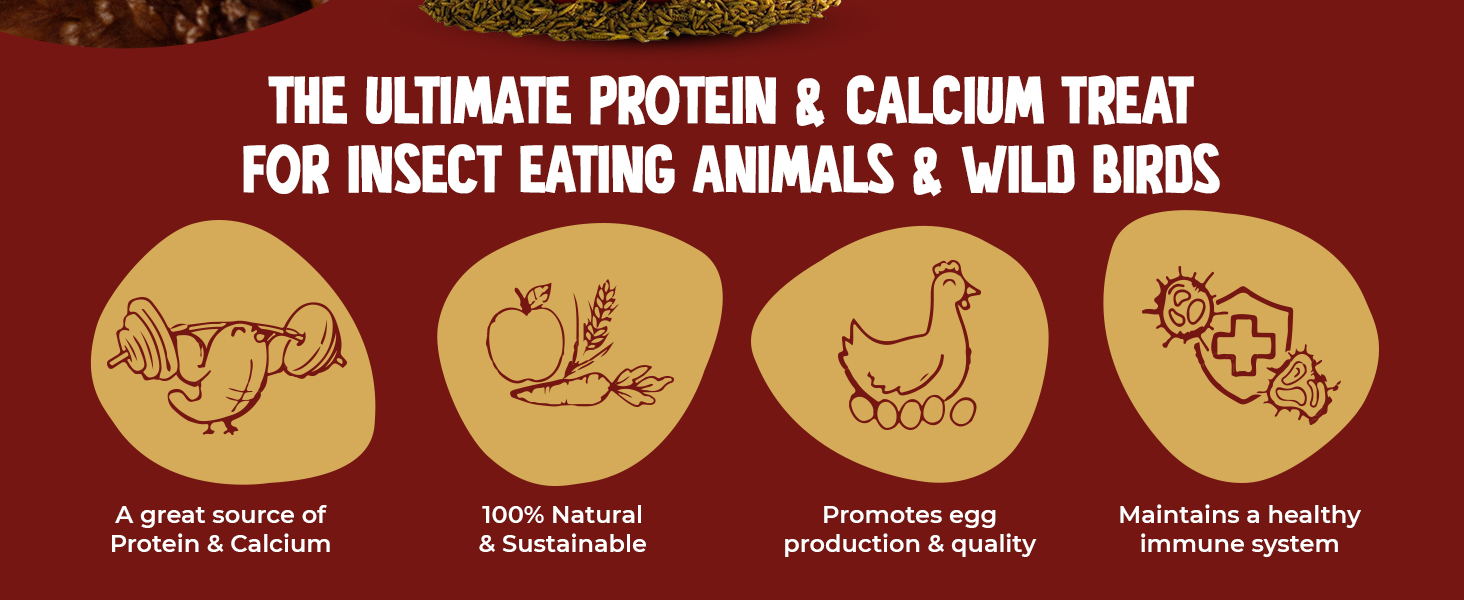 black soldier fly larvae; dried soldier fly larvae; insect larvae for chickens