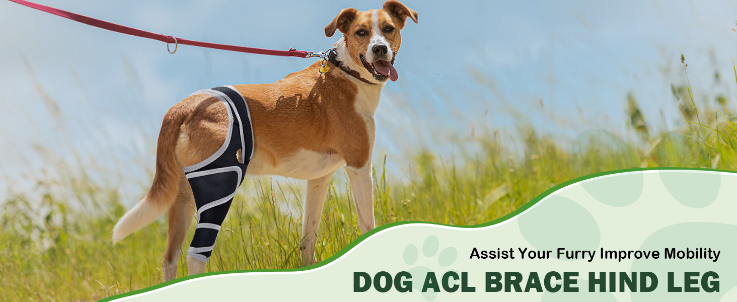 dog hip brace