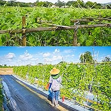 Bitter Melon Farm