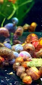 ramshorn snails