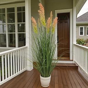 Pampas Grass Potted Plants