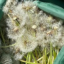 Dandelion-seed true-dandelion wild heirloom seeds-for-planting bee-friendly usa untreated organic