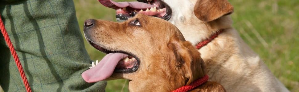 Walter Products DRIED Sprats Dog Treats 1kg – 100% Natural, Dried Fish Treats – High in Omega 3 – Grain-Free and Hypoallergenic BARF diet 16 natural healthy dog training treats for working dogs