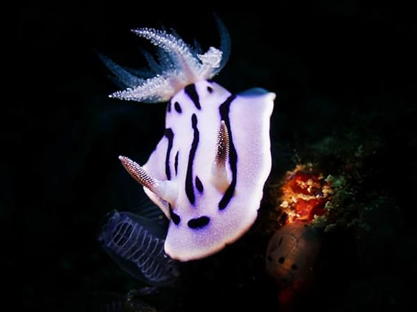 OrcaTorch D710V Professional Underwater Video Light 