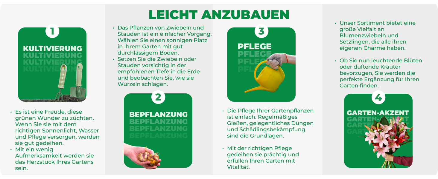 Anleitung für den einfachen Anbau von Blumenzwiebeln und mehrjährige Pflanzen Setzlinge aus Holland