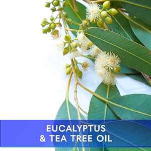 eucalyptus tea tree oil