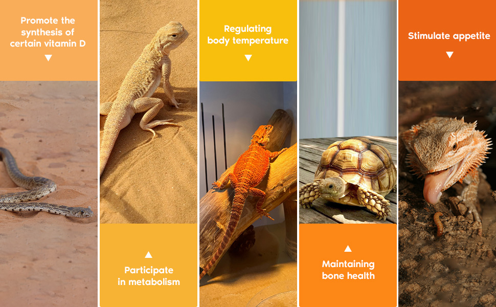 reptile uvb light bulb