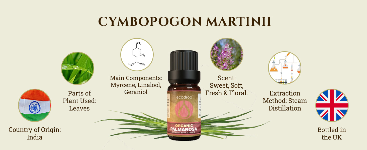 Rosemary Essential Oil Cosmos Certified Organic 100% Pure Spanish Therapeutic Grade for Aromatherapy