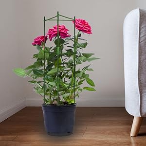 tomato cage,garden trellis
