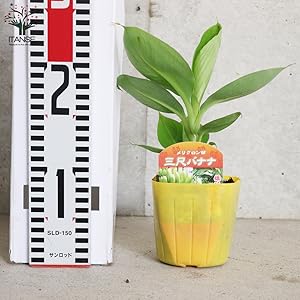 レアバナナ苗 Musa Dwarf Maoli(ドワーフマオリ) 株分け苗 レアバナナ苗 Musa Dwarf Maoli(ドワーフマオリ) 株分け苗