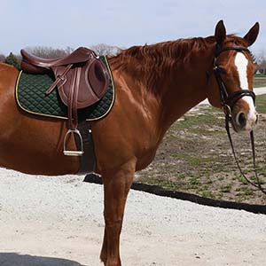 Right profile image of a horse wearing the pad with a saddle