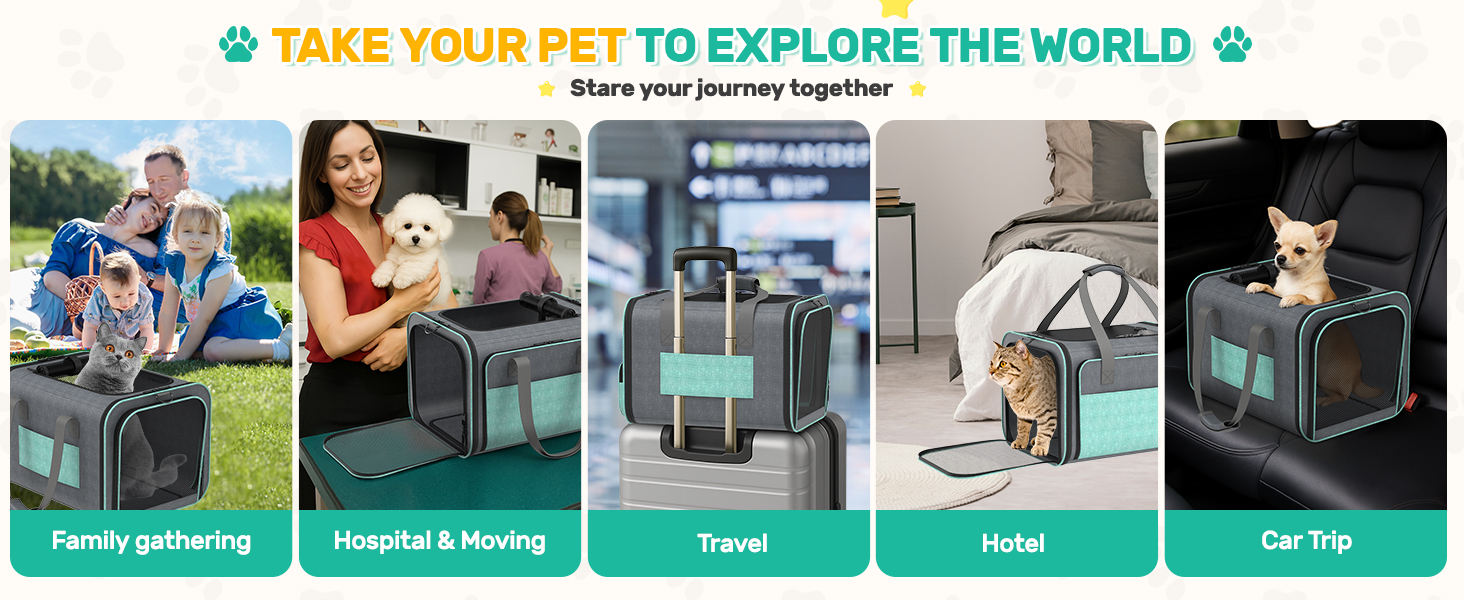 cat airplane travel carrier