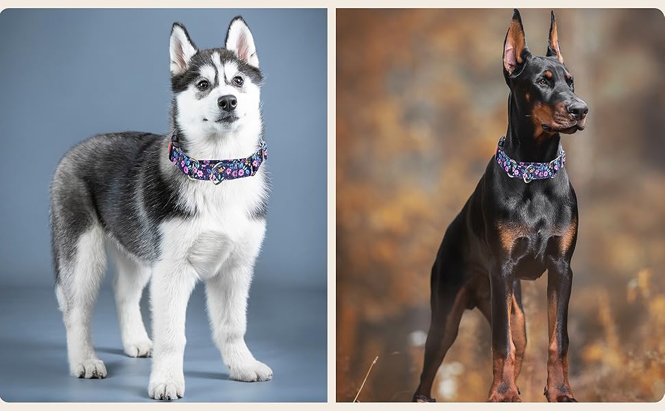 Martingale Dog Collars for Small Dogs, NoSlip Escape