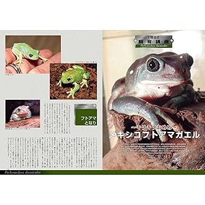 ビバリウムガイド No.106 2024年 9月号 トカゲの中のトカゲ