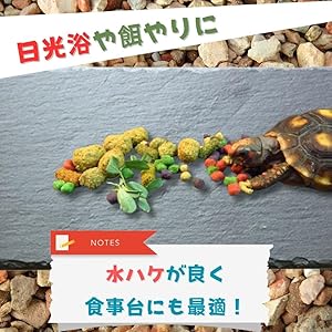 Amazon | JP Number 亀乾燥ボード フードプレート カメ 爪研ぎ