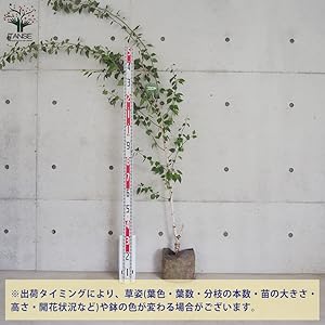 Amazon.co.jp: 白樺(シラカバ)・ジャックモンティ 不織布ポット