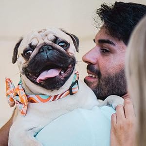 DUKIER - Dog Collar, Adjustable and Adjustable, Neoprene Pet Accessory, Heavy Duty, Unicorns, Size S 19 Primer plano de un perro pug con expresión feliz, con una pajarita naranja.