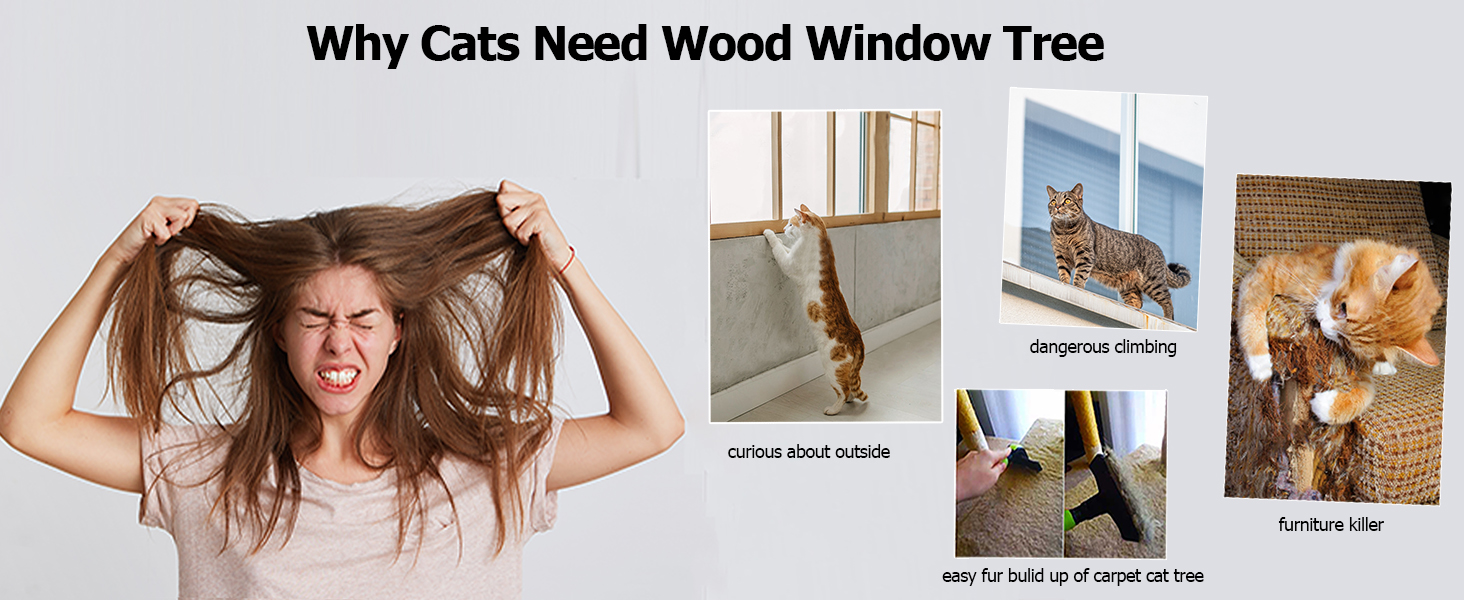 why cats need window cat tree