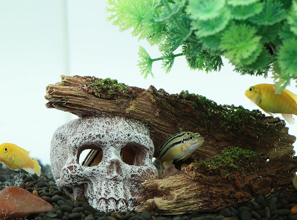 fish tank skull