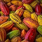 lots of cacao pods together in a variety of colors: yellow, green, red
