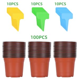 Seedlings Flower Plant Container