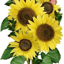 lemon queen sunflower seeds for planting growing gardening to plant sow sew