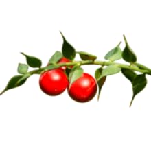 Dash of Vigor Butchers Broom Extract