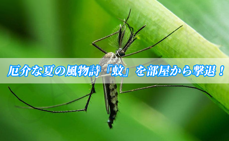 Amazon 蚊取り 線香入れ おしゃれ 蚊取り線香 ホルダー ケース 掃除ブラシ付属 キャンプ 蚊やり器 吊り下げ 鉄製 かわいい 蚊取り線香立て 室内 室外 アウトドアにも適用 ブラック Canika 虫除け 忌避用品