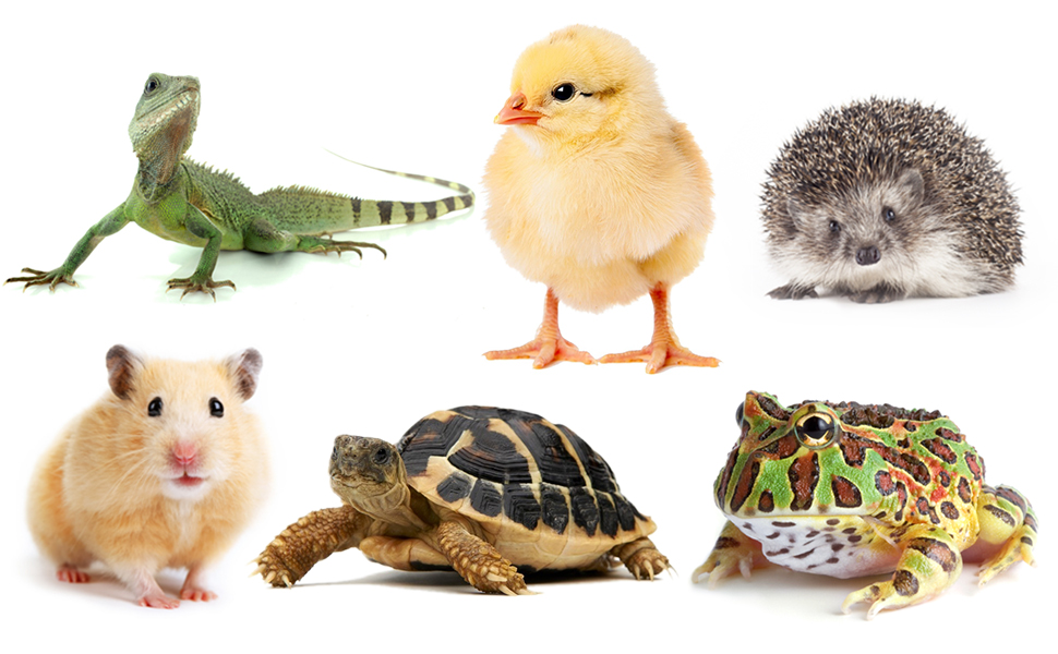 pet house for breeding