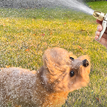 water hose nozzle Cleaning Pet