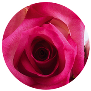 Skin79, k beauty, All skin types, Pink BB cream, Beblesh Balm, pink Beige, moisturizing, original bb