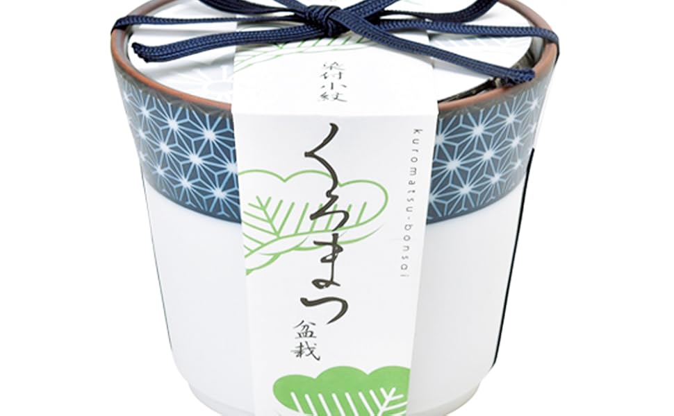 Amazon.co.jp: ITANSE 黒松・栽培セット 染付小紋陶器鉢