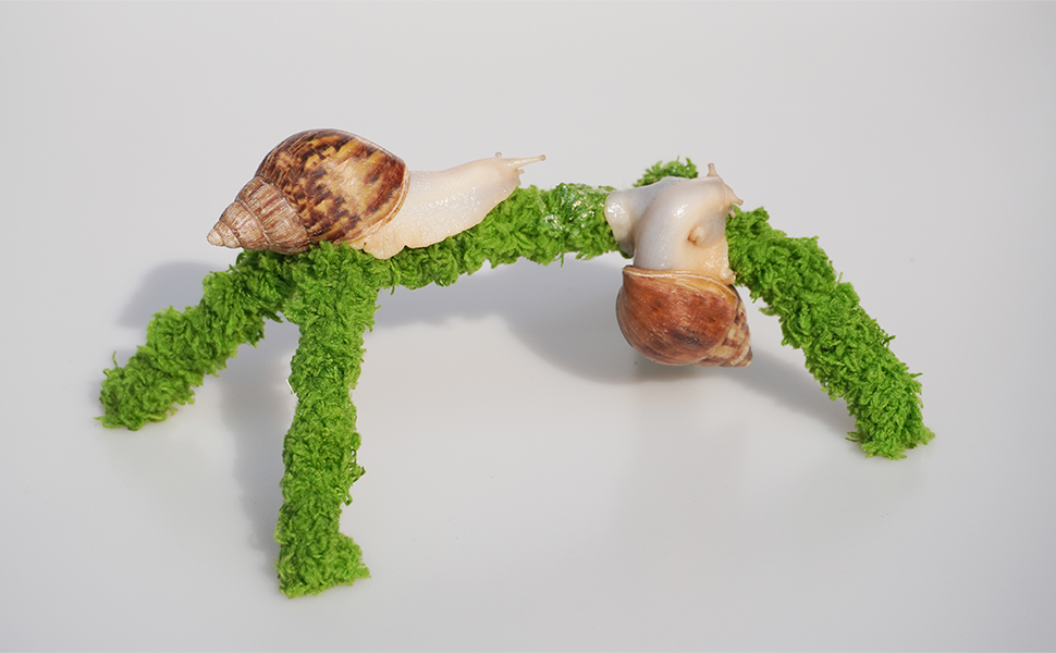 Pet Snail Climbing Toys