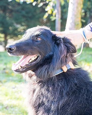 pettsie dog collar with bow tie and matching friendship bracelet