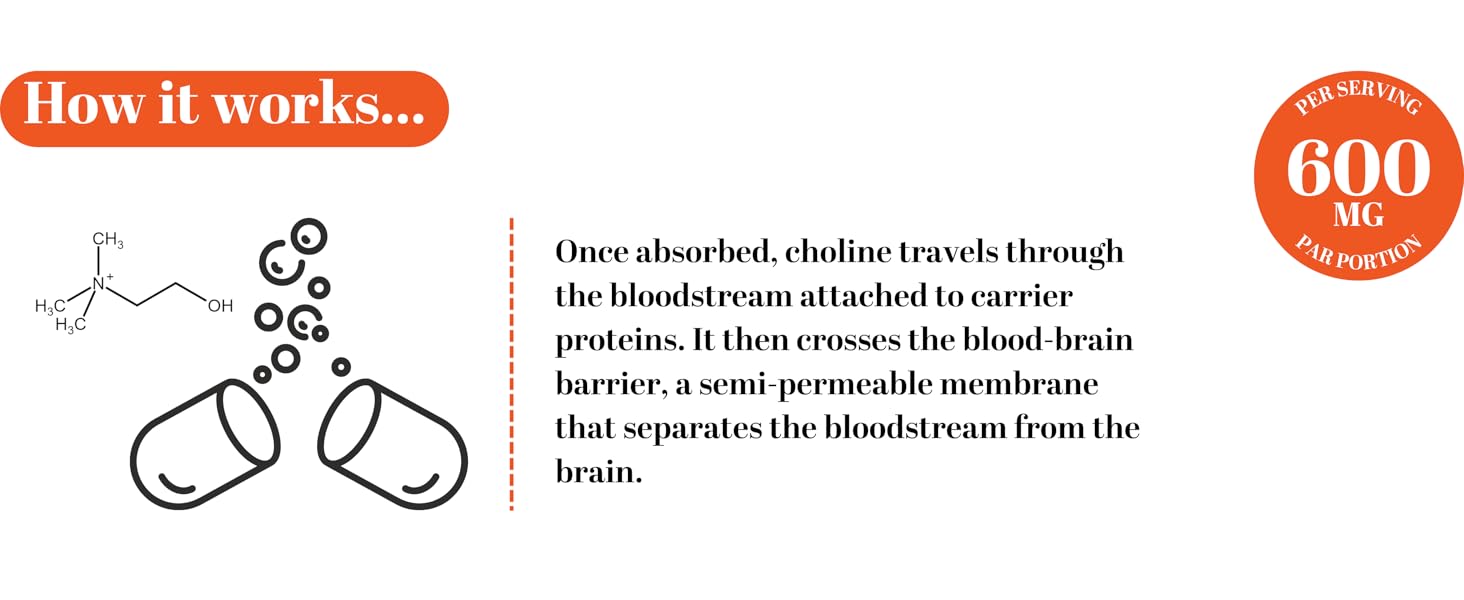 Highly bioavailable choline crosses the blood-brain barrier for maximum brain support