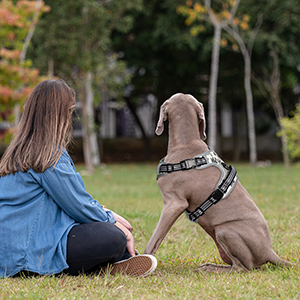 dog harness