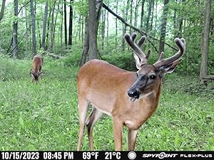 FLEX-PLUS cellular trail camera picture of whitetail deer