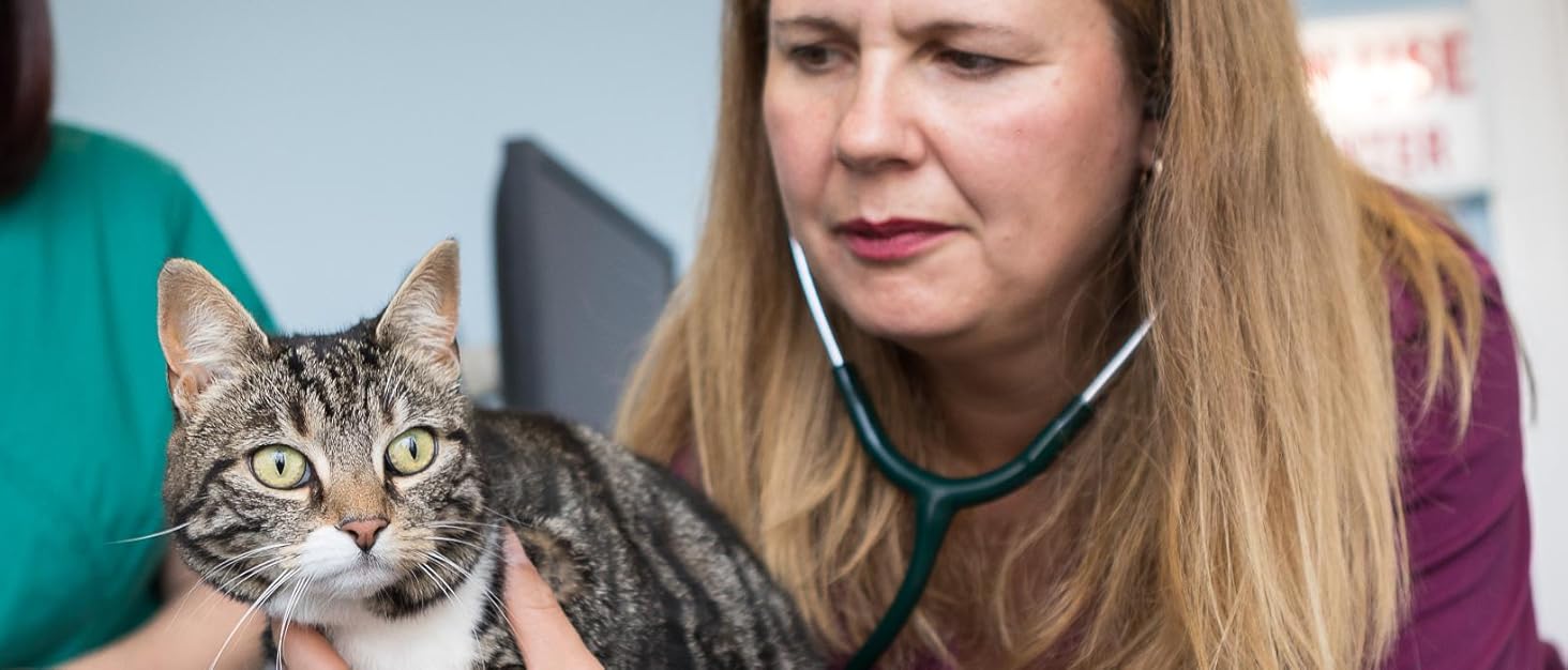 veterinarian with cat