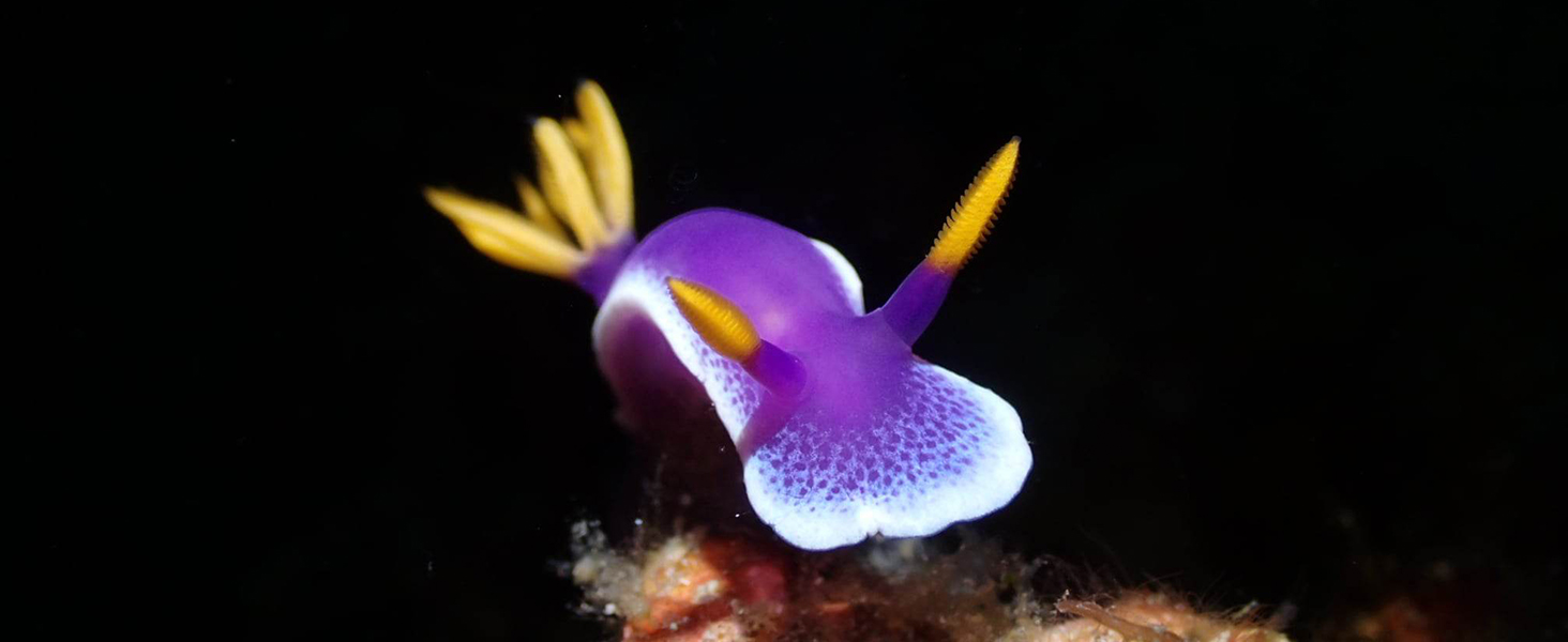 OrcaTorch D710V Professional Underwater Video Light