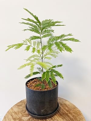 Amazon｜l'arbre blanc エバーフレッシュ ねむの木 観葉植物