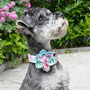 dog flower collar