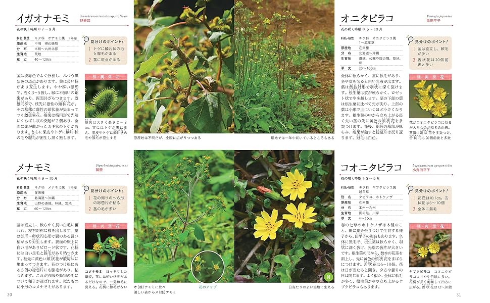 大きくて見やすい! 比べてよくわかる! 山野草図鑑 (アサヒ園芸