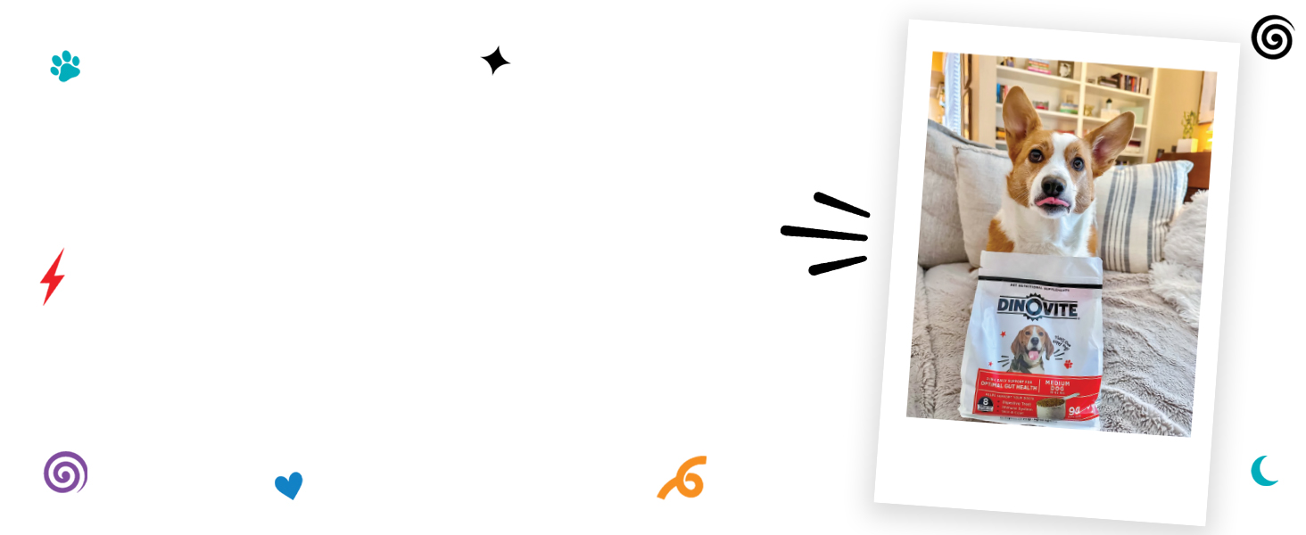 dog supplement, probiotic powder, itchy skin relief, digestive support, healthy coat, omega-3