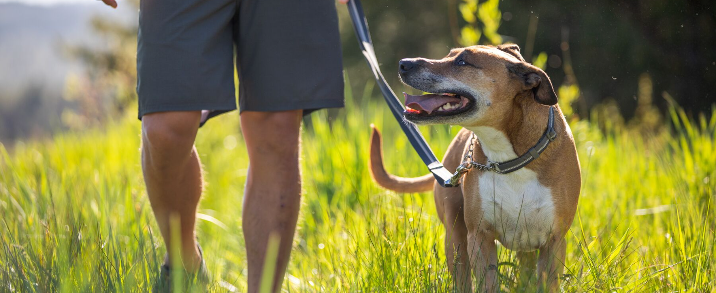 RUFFWEAR CHAIN REACTION DOG COLLAR