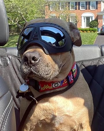 Pet goggles