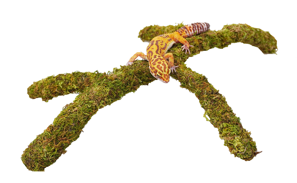 Leopard Gecko Tank Accessories