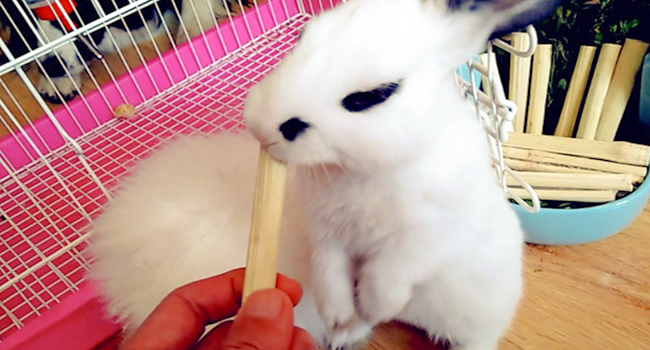 Bunny Chew Stick Rabbit Toy Treat 140g 4 in 1 Molar Stuff Organic Natural Snack Apple Branch