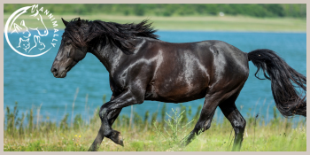 Ein schwarzes Pferd, das durch Grasland in der Nähe eines Gewässers galoppiert. Das Pferd hat eine fließende Mähne und einen Schwanz und wird mitten im Schritt eingefangen